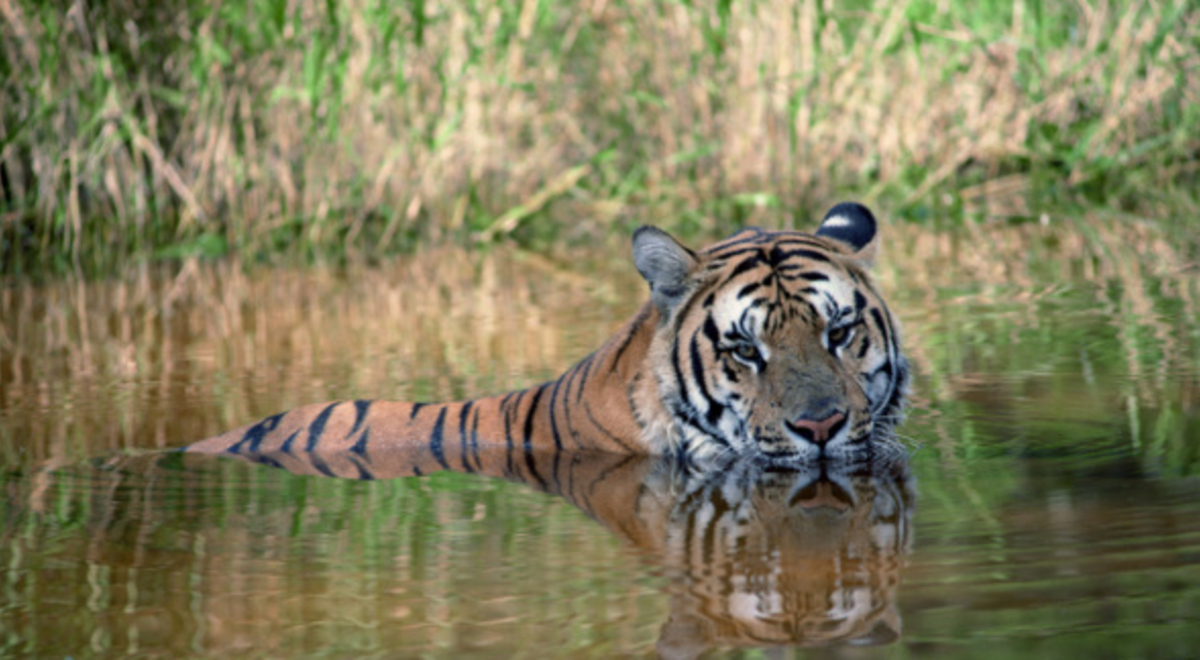 a tiger swimming on the wetlands