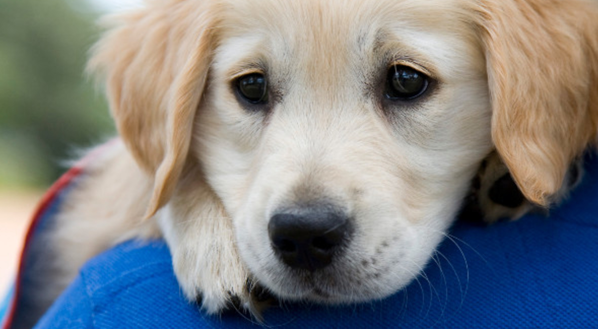 Small puppy being held