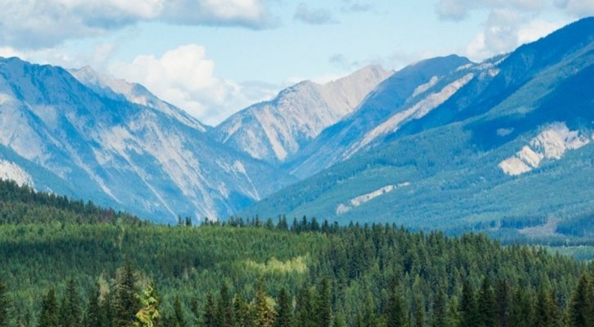 a view of the pine trees and mountains