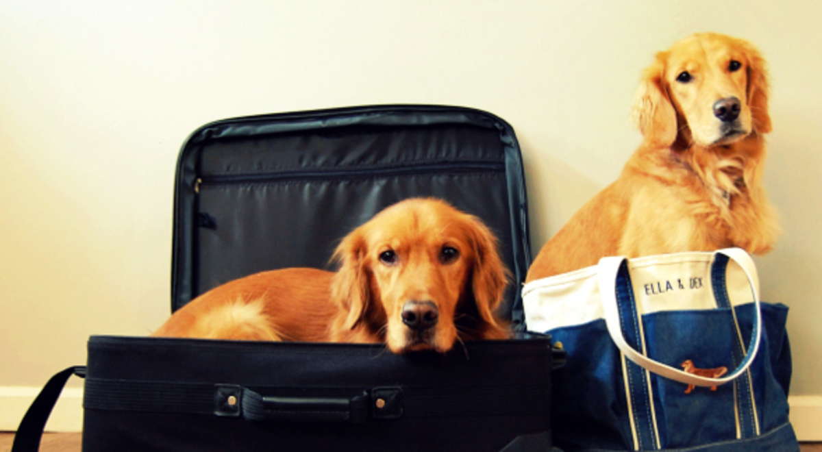 two golden dogs in suitcases