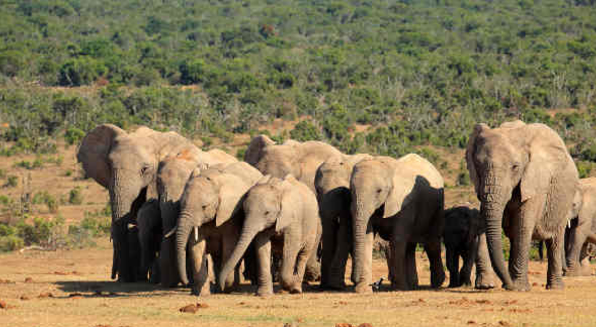 a herd of elephants walking closely together in the middle of the forest