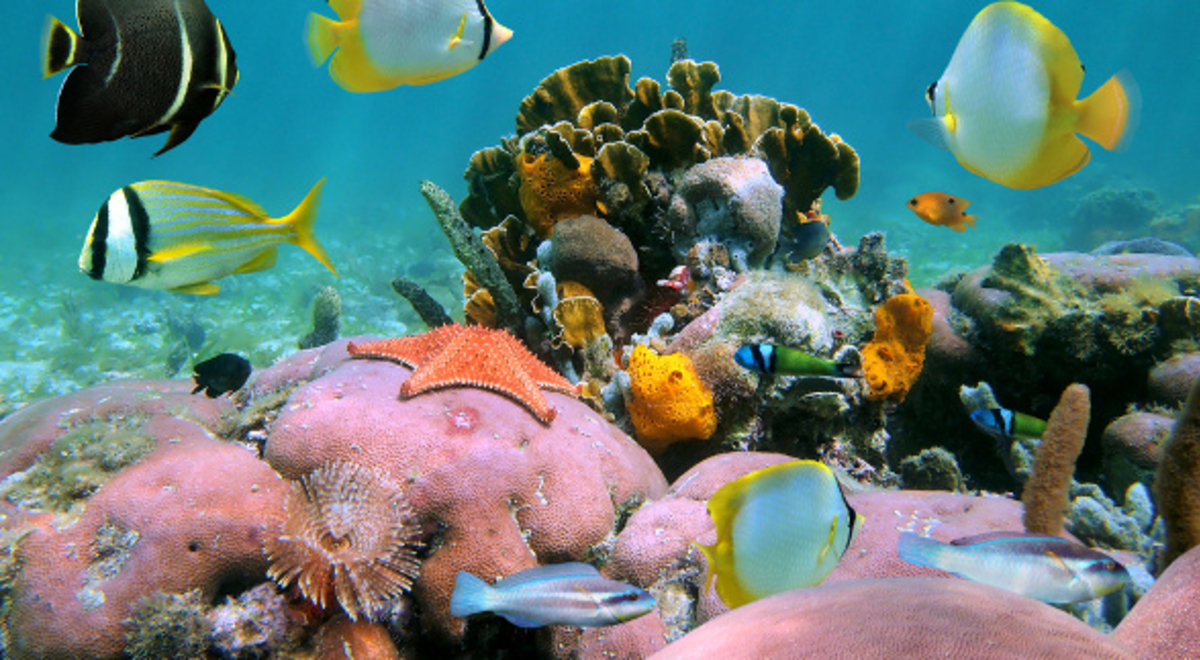 Clown Fishes under the sea