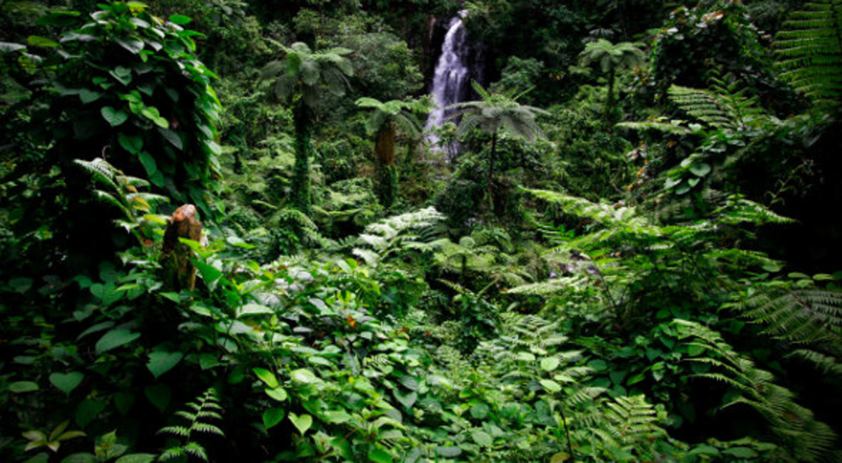 Waterfall hidden among the forest in Fiji