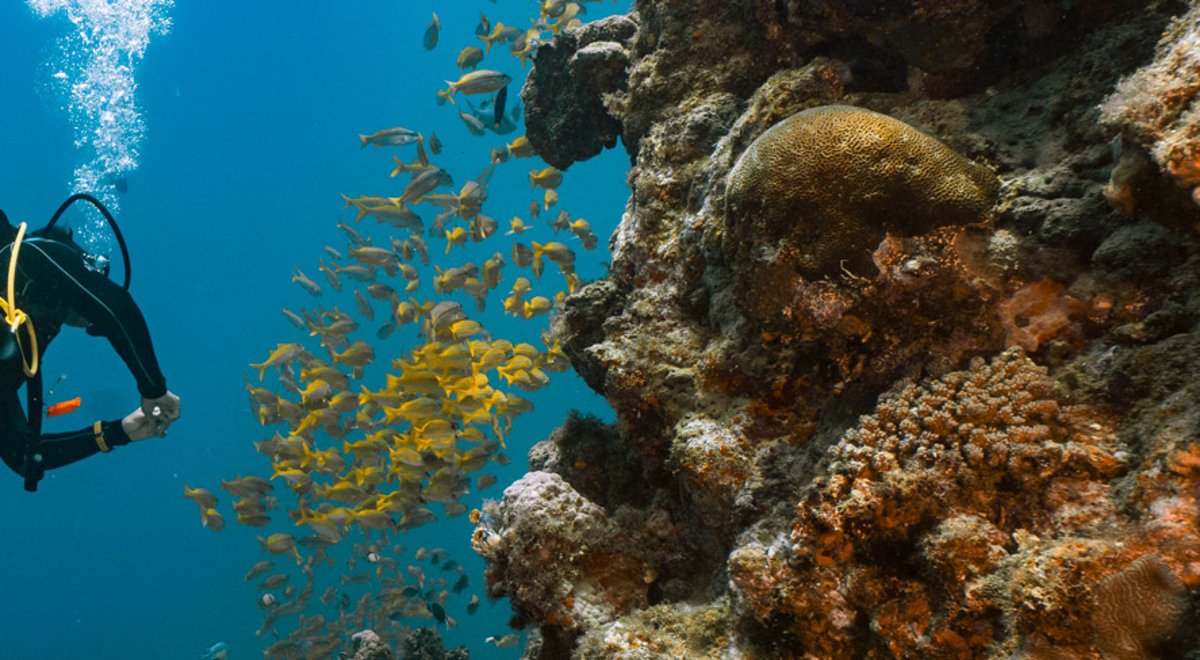 scuba diving great barrier reef