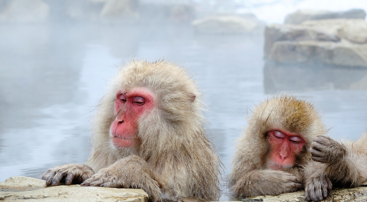 Snow Monkey standing on the edge of outdoor hot spring