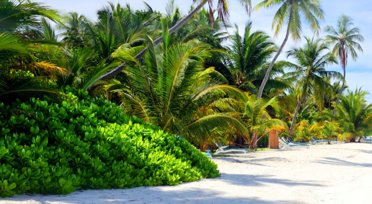 palm trees and other plants on the shore of a crystal clear ocean