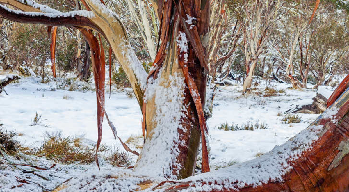 Snow gum trees exposed in the winter snow