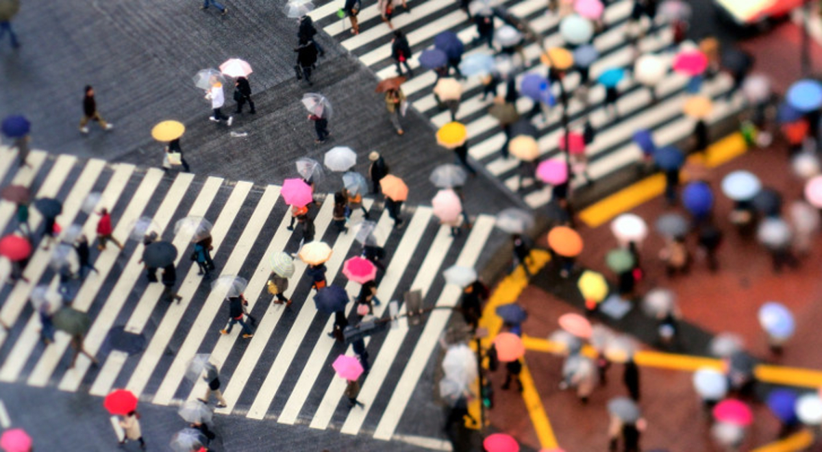 Ariel view of pedestrians walking across the zebra crossing with umbrellas in the rain