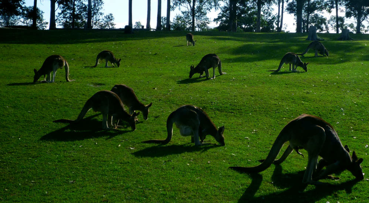 Kangaroos eating on green grass 