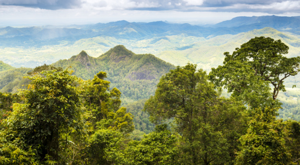 view of the canopy, mountains, and skies in the Gold coast hinterland