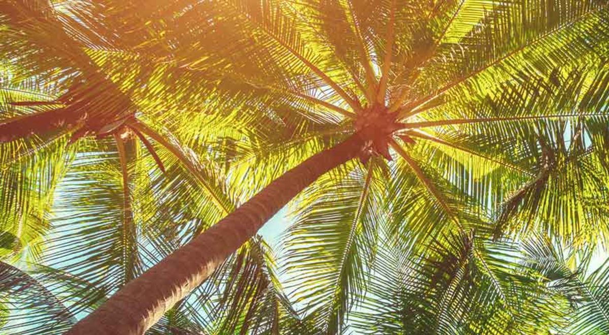 the view of palm trees from below