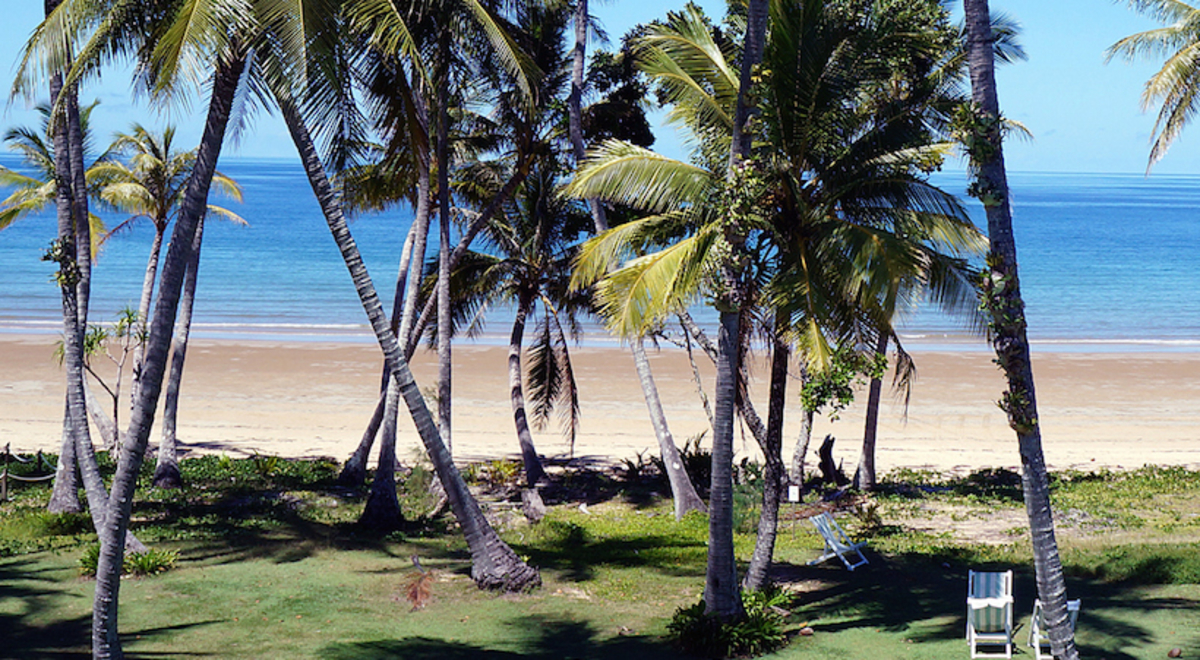 coconut trees near the seashore
