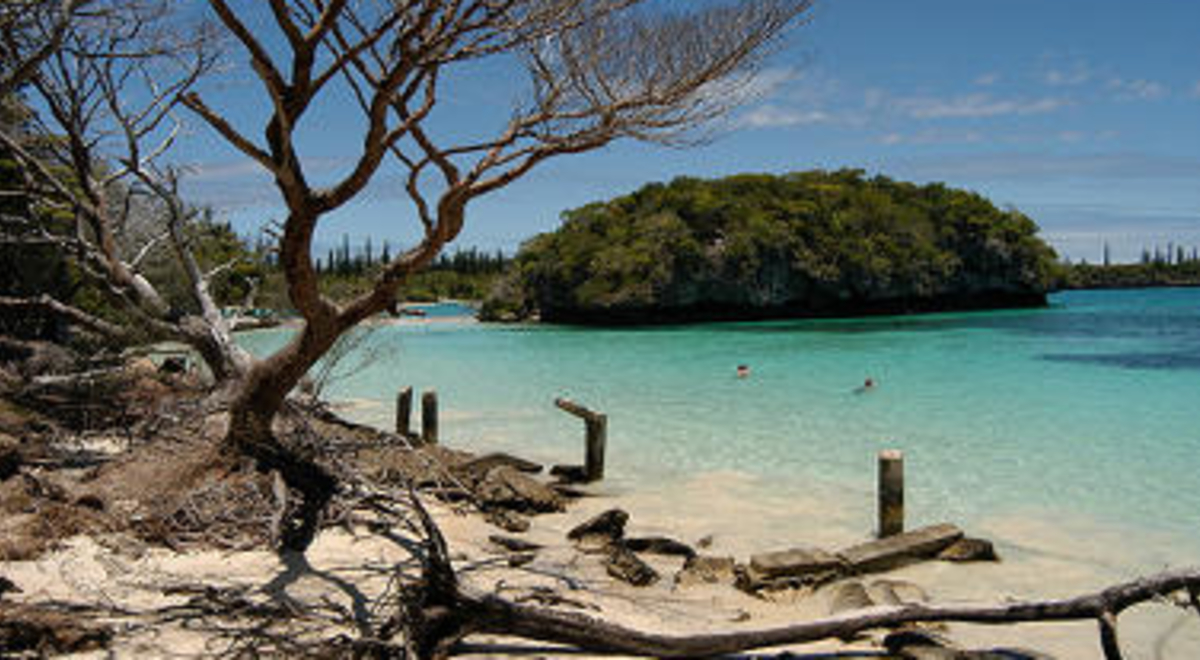 leafless trees on the shore of isle pines