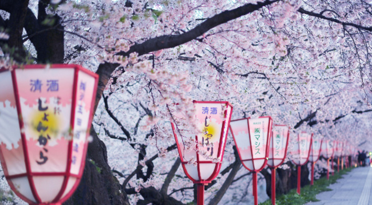 Cherry blossoms along a lantern-lined walkway in Kyoto