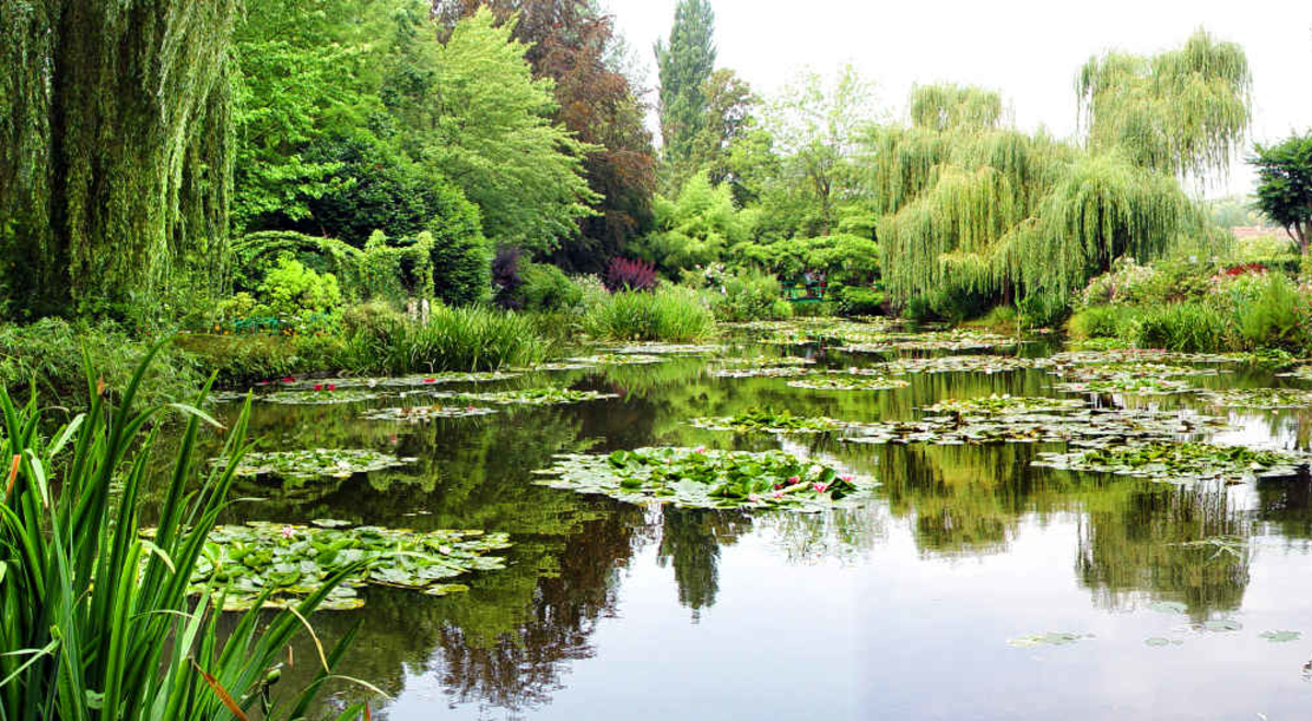 Clusters of lily pads floating in a pond surrounded by magnificent trees