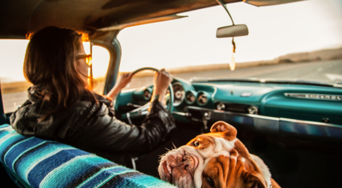 a  girls with glasses driving with her brown and white english bulldog on the shotgun