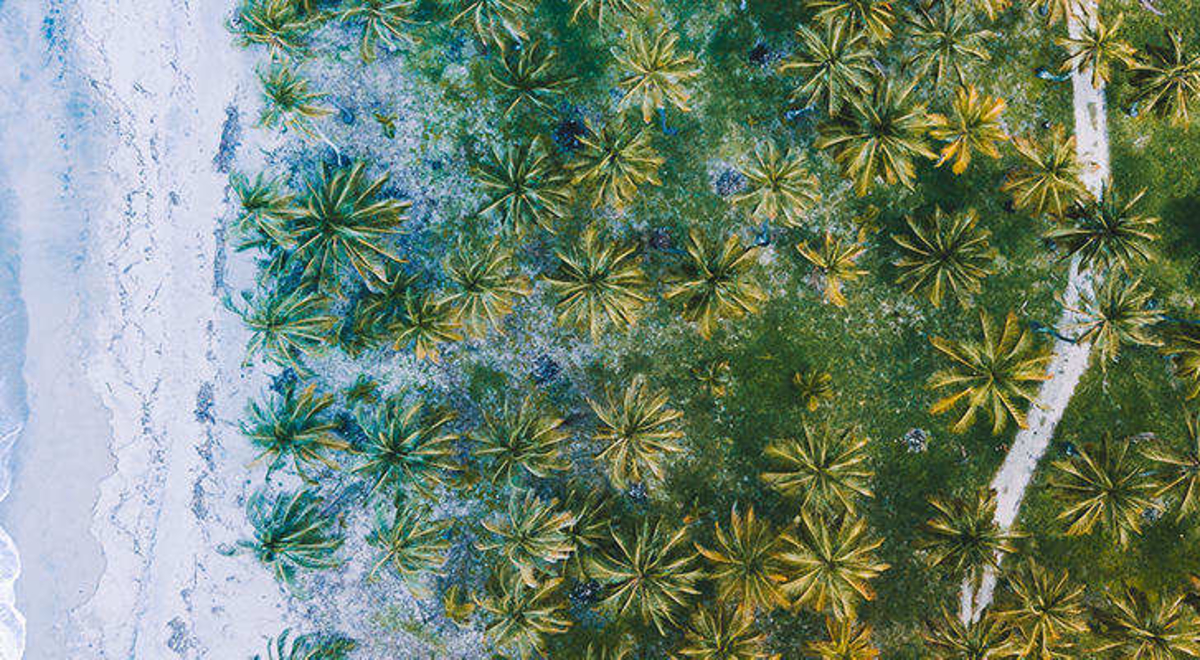 aerial view of palm trees in Buritaca, Colombia