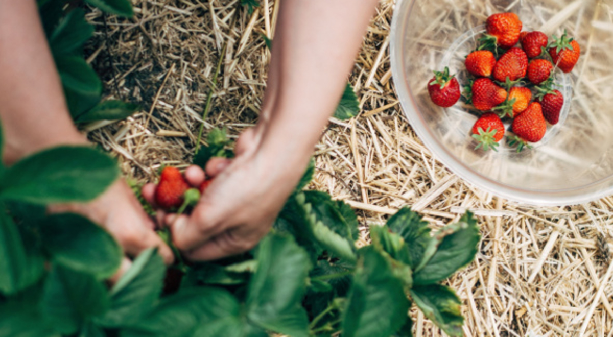 A person picking ripe strawberry