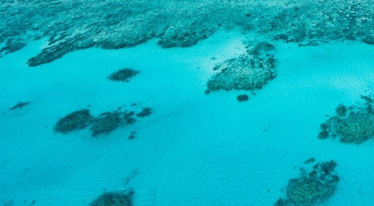 Hamilton Island reef