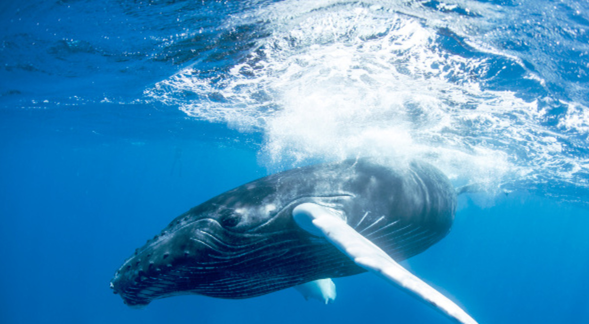 a big whale swimming underwater