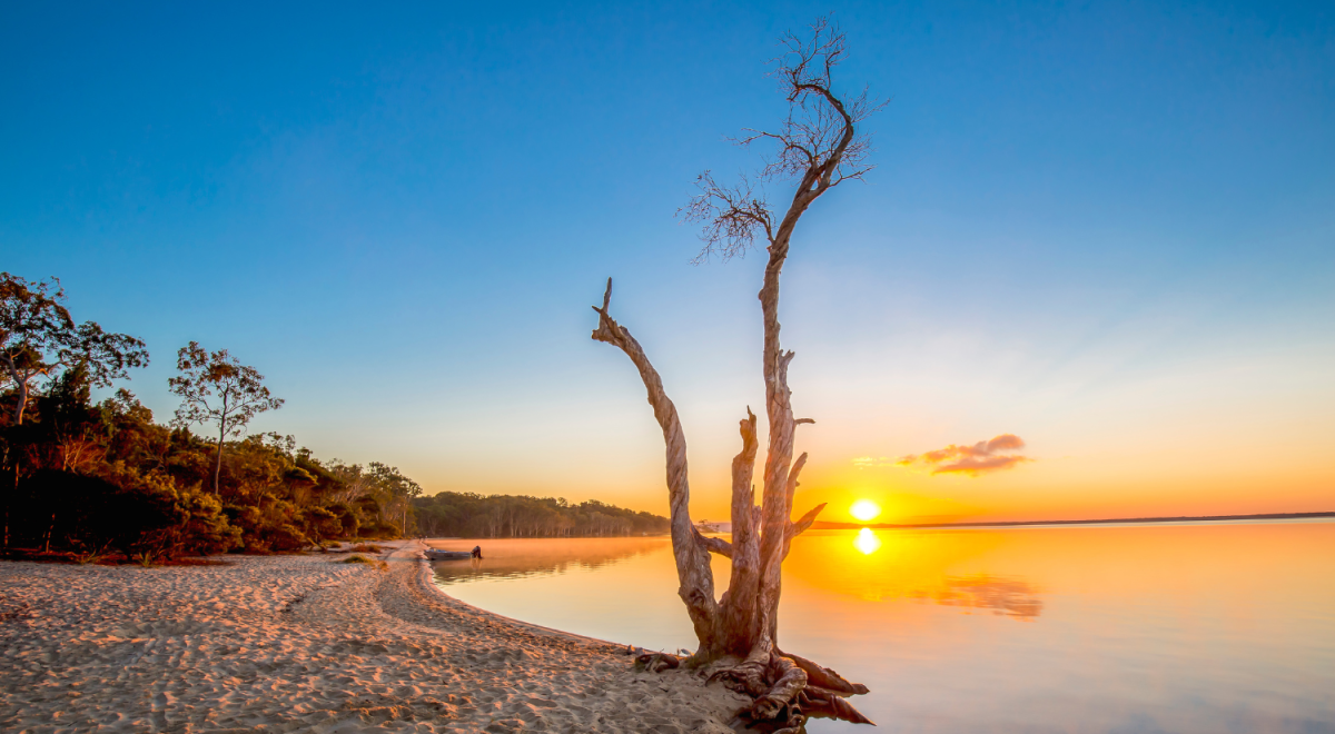 Sunrise light hits the trees and boats at the edge of the tranquil still waters of lake Cootharaba on the Noosa Everglades, Noosa Heads, Queensland