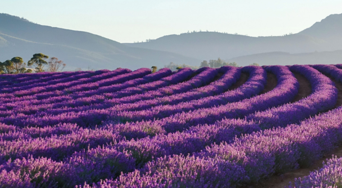 Lavender fields in Launceston