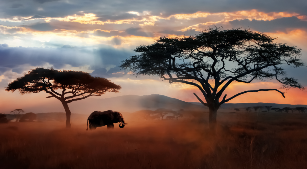 africa