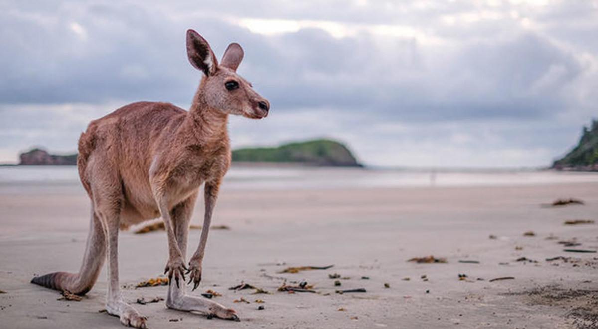 eastern-grey-kangaroo-cape-hillsborough.jpg