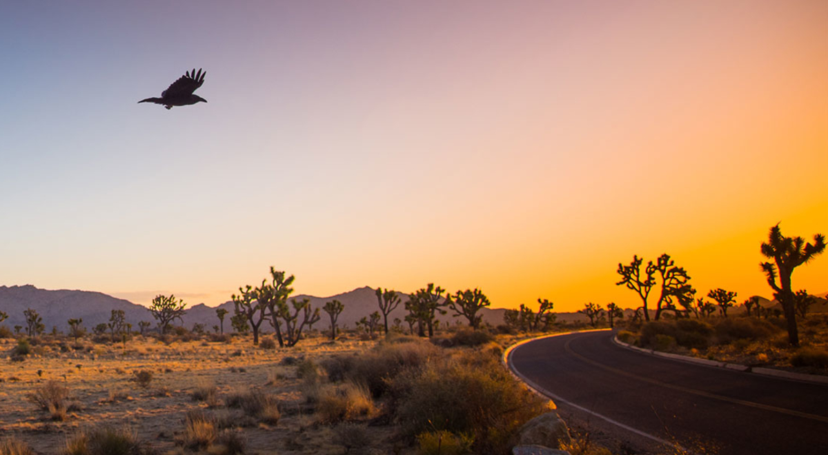 Joshua Tree, California