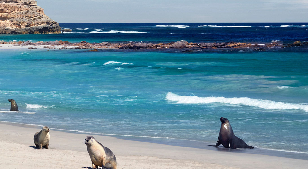 Seal Bay Conservation Park