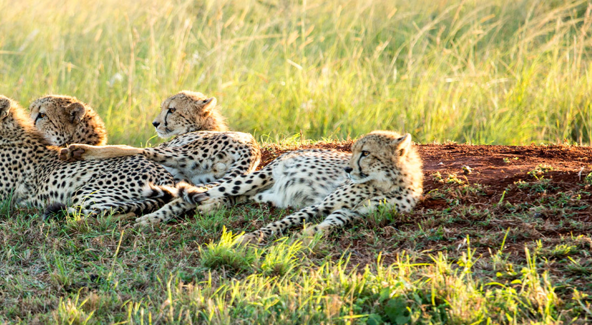 leopards
