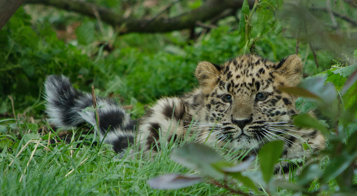 Amur leopard cub