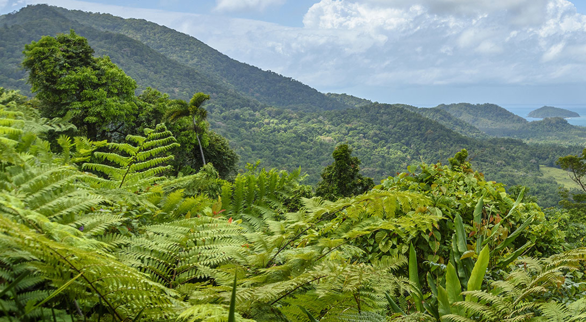 Daintree Rainforest