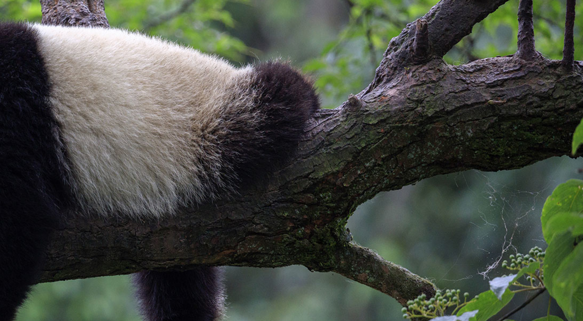Giant panda, China