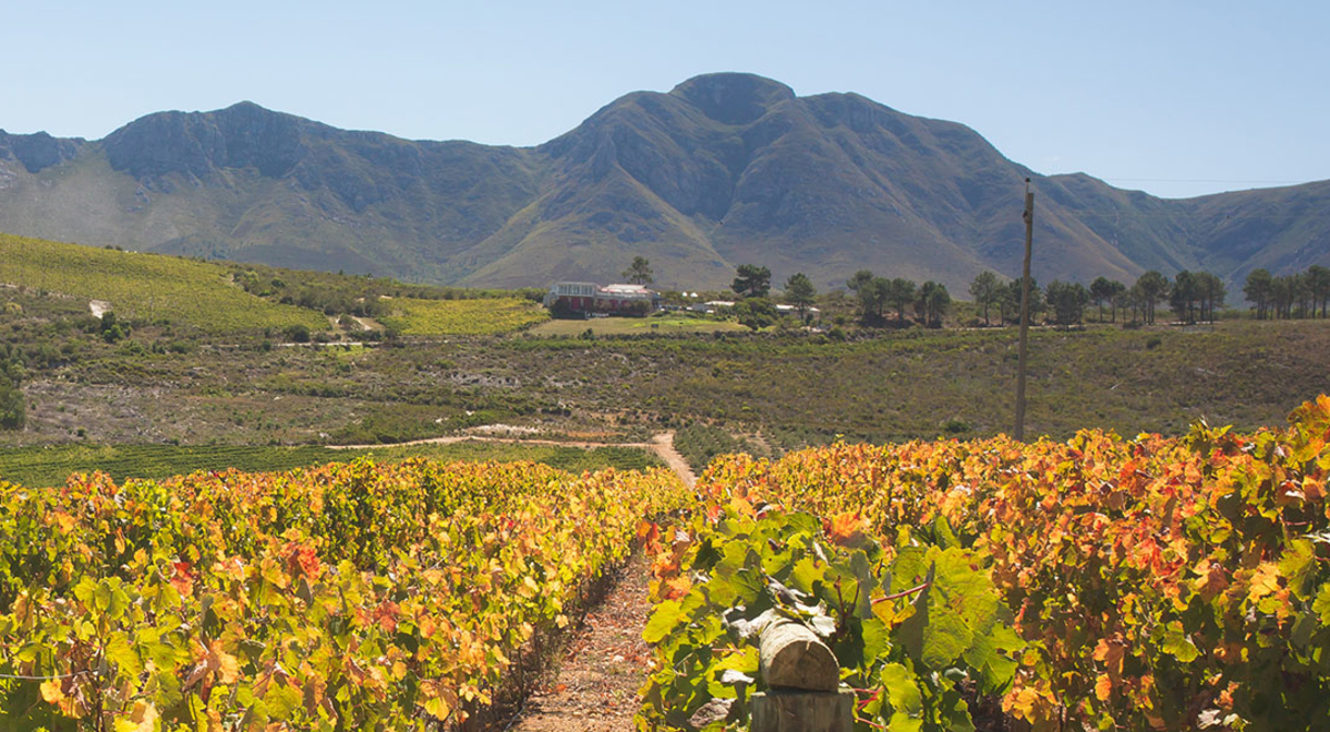 Hemel-en-Aarde Valley, South Africa