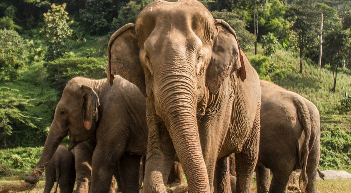 Responsible wildlife experiences, Thailand