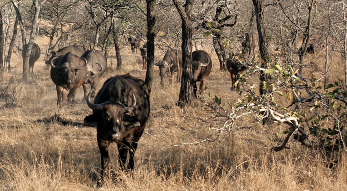 Safari at Thornybush