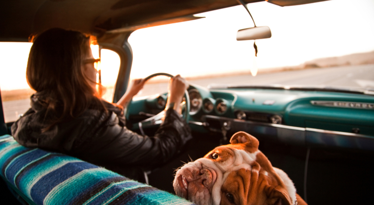 A lady driving with her dog in passenger seat of car