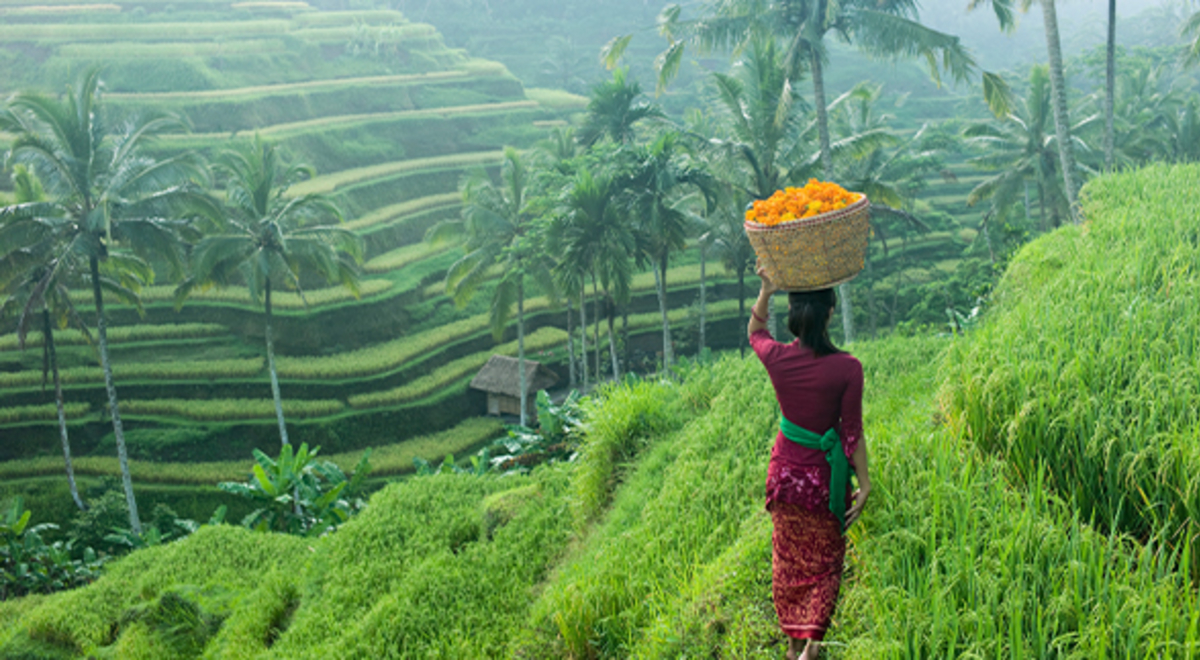person walking through rice field