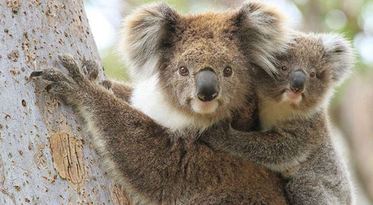 koalas-australia-ps.jpg