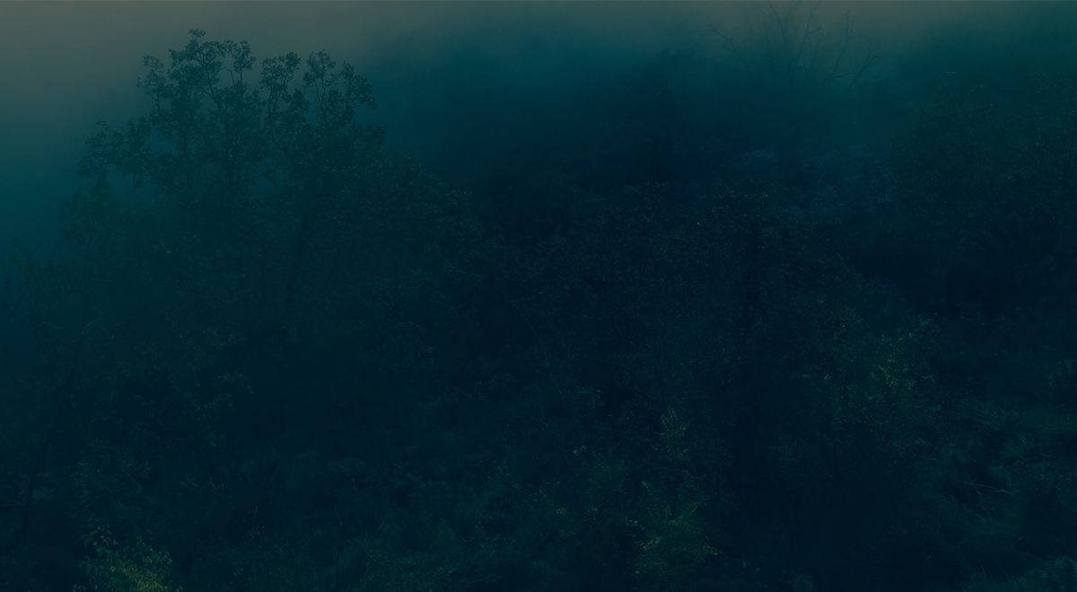Leafy trees on a dark blue and black background