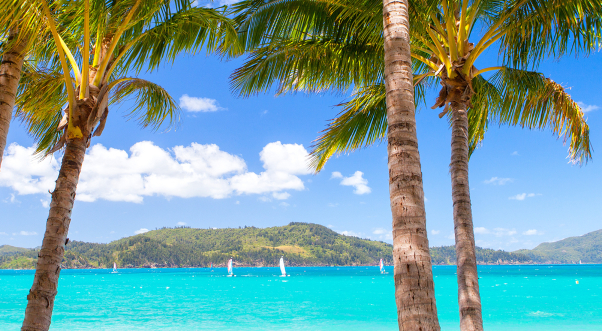 View of clear blue water through palm trees