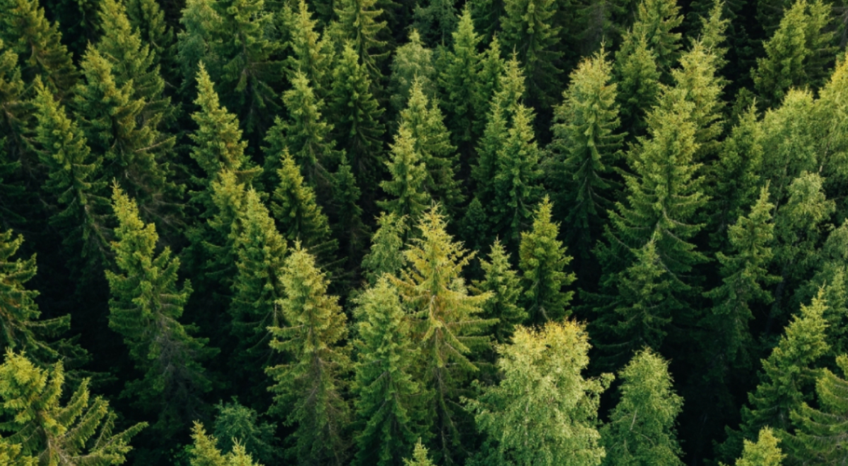 Aerial view of pine forest