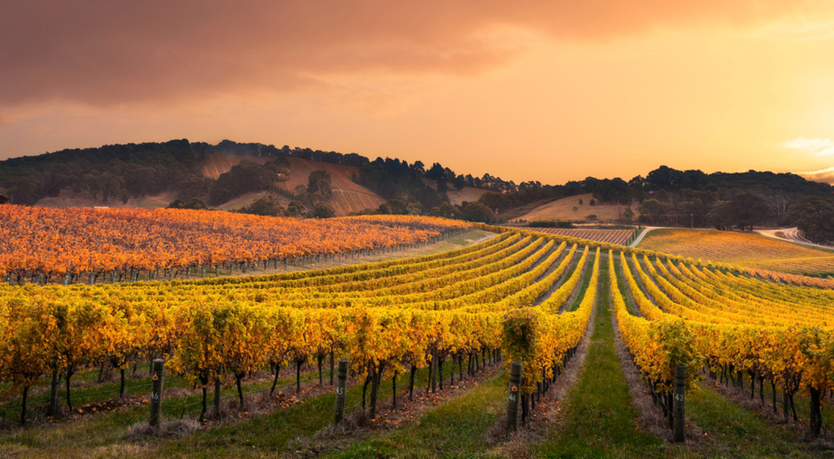 Vineyards in the Barossa Valley, South Australia