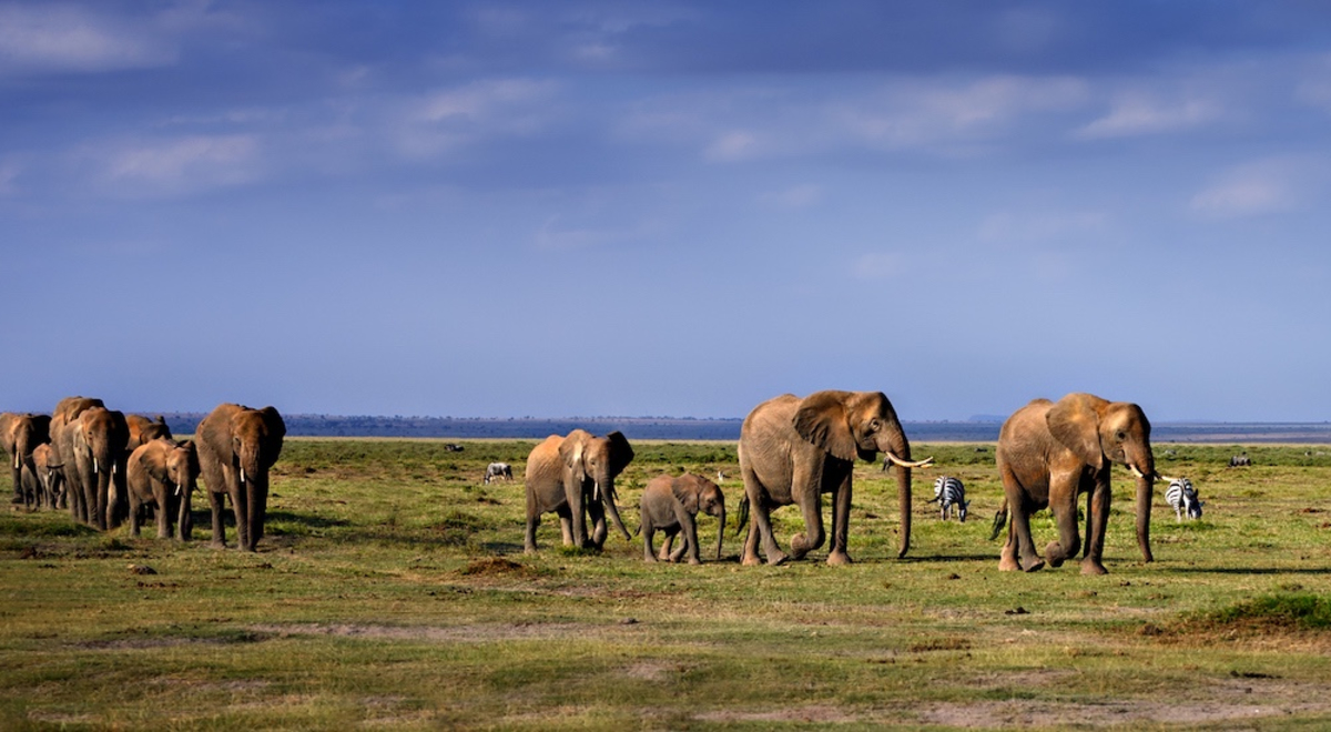 Elephants walking in open Savannah, Africa
