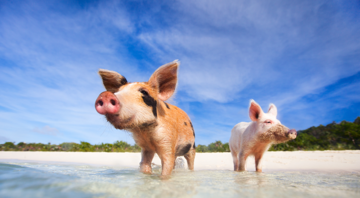 Pigs walking in Exuma Bay (Bahamas)