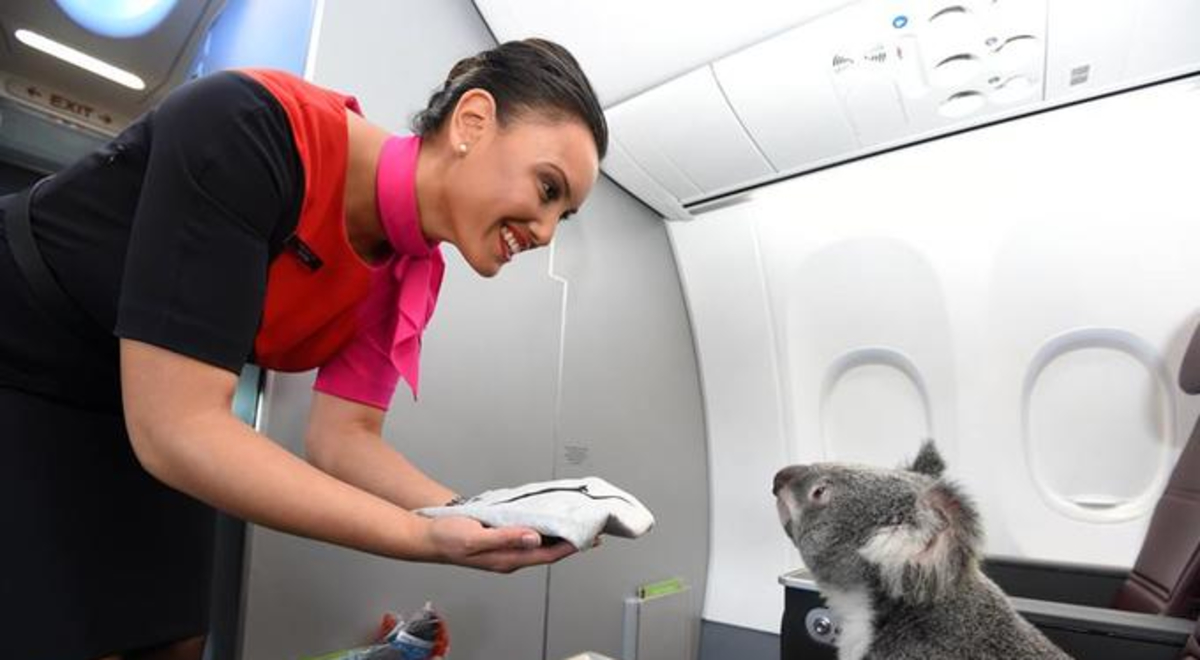 qantas-koala.jpg