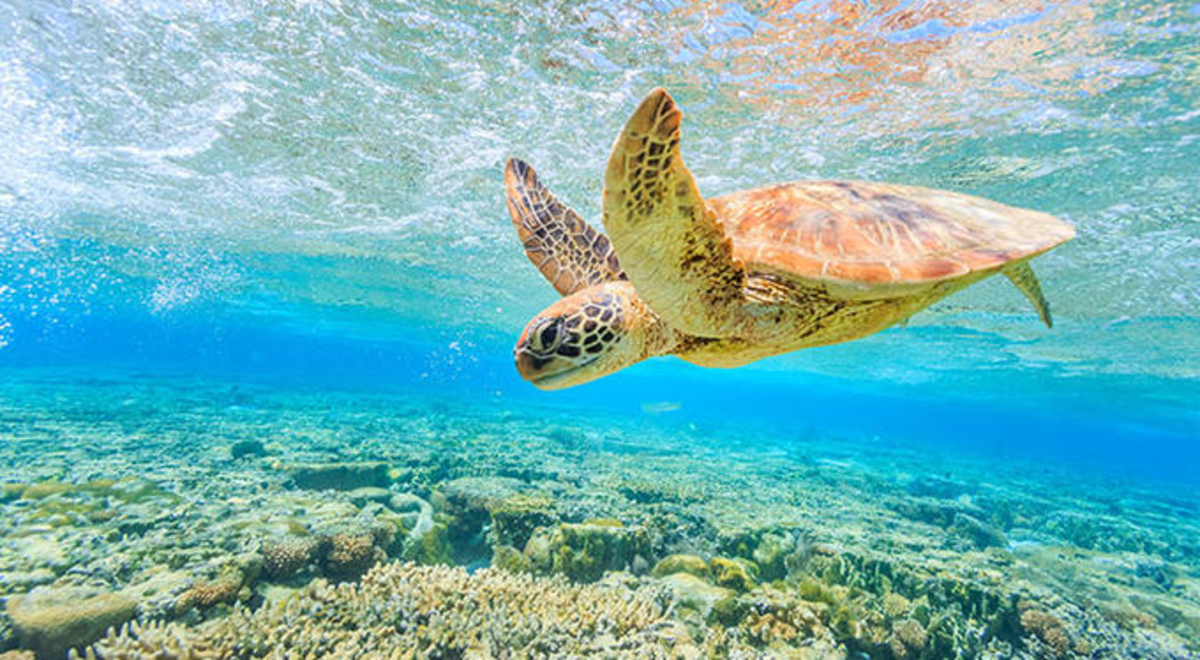 turtle-great-barrier-reef.jpg