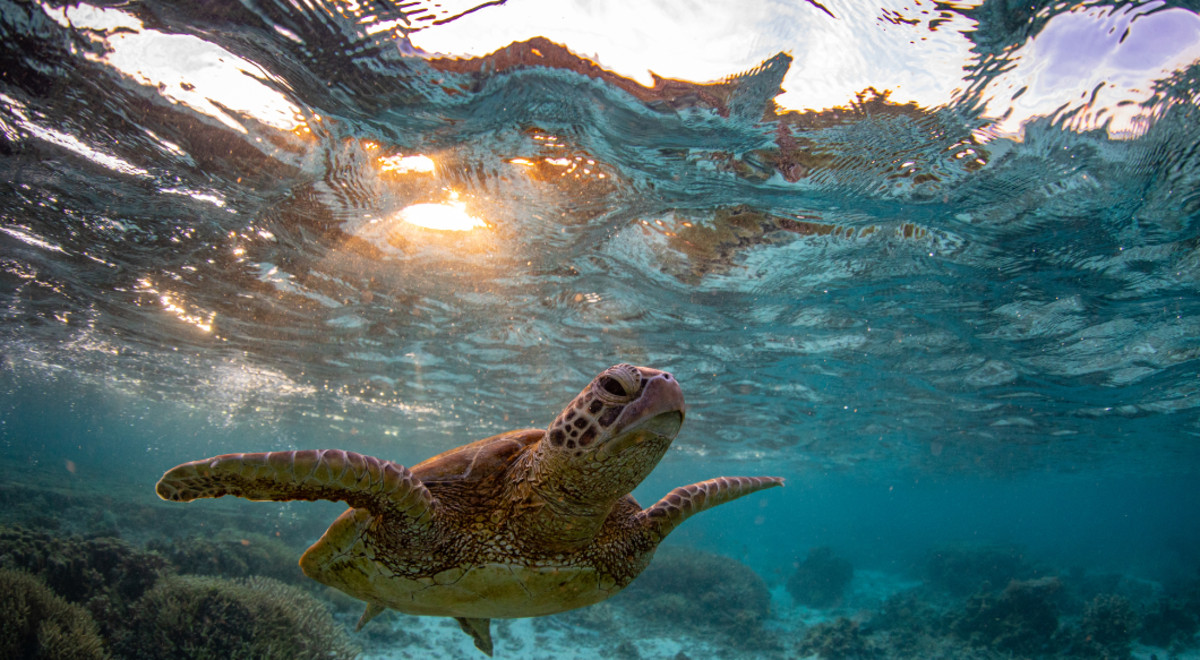 Turtle swimming underwater in the Great Barrier Reef