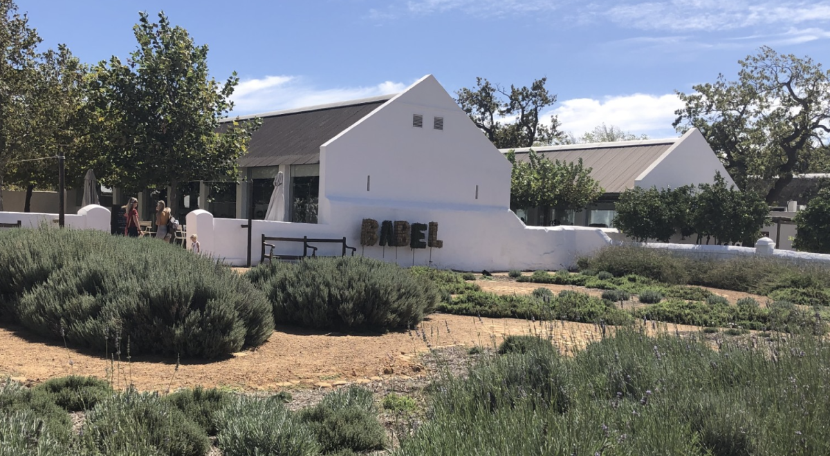 A view of a wine farm's manicured lavender garden in the Cape Town.
